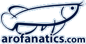 Arofanatics Fish Talk Forums